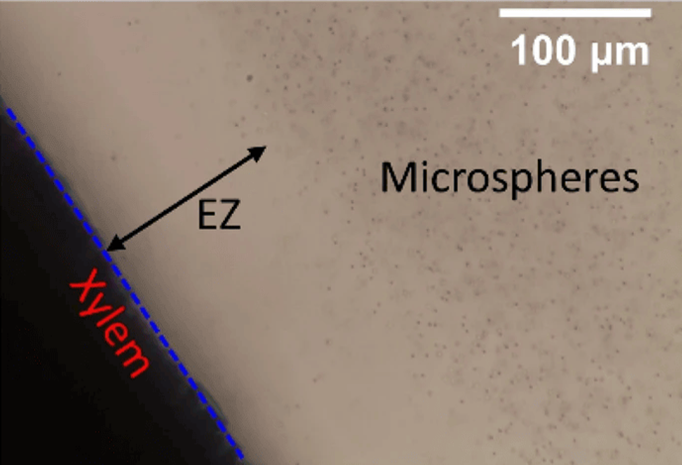 Eau EZ formée à la surface du xylème de céleri